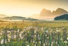 大象传媒激活码-解锁创意边界，大象传媒激活码的独特魅力与价值探索